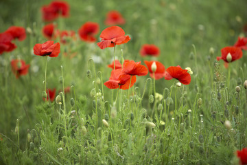 Poppy Field