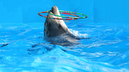 Delfin © Alta.C