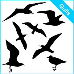 vector silhouettes of sea gulls in various poses