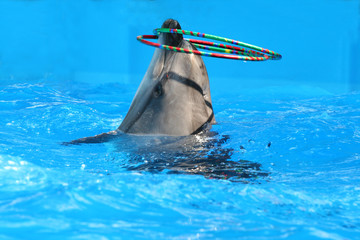Delfin © Alta.C