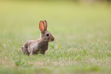 lapin garenne gibier animal oreille terrier peau fourrure chasse