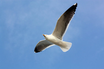 Naklejka premium Silbermöwe