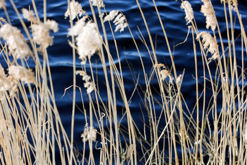 Scirpus in a pond © Yevgenia Gorbulsky
