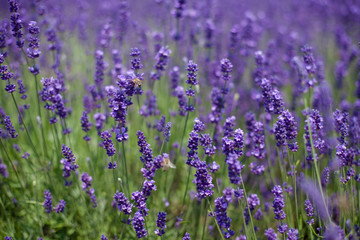 flowers of lavender and flying bees
