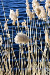 Scirpus in a pond © Yevgenia Gorbulsky