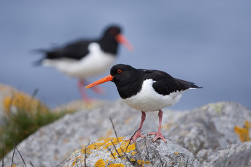 Austernfischer, Oystercatcher, Haematopus ostralegus