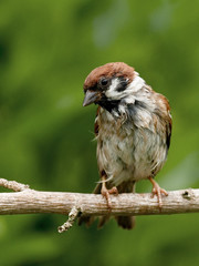 Wet Tree Sparrow