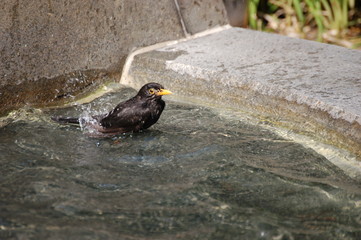 Blackbird