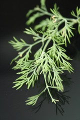 Dill