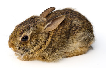 Baby Rabbit
