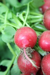 Salatzutaten