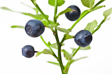 Blueberry sprigs