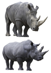 white rhino rhinoceros © kikkerdirk