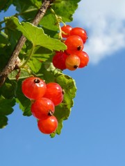 Sprig redcurrant