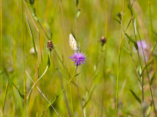 Papillon sur une fleur