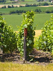 Vignes