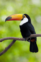 木で休んでいるオニオオハシ