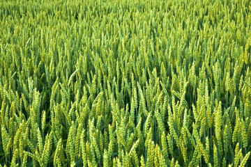 corn field with green spica in detail