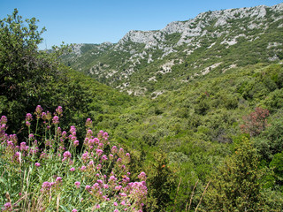 Fototapeta na wymiar Kwiaty i góry Luberon