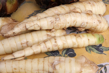 légumes d'antan : arrow root, Maranta arundinacea