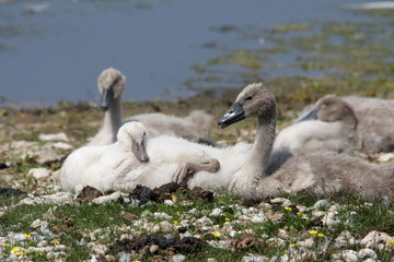 Jeunes cygnes tuberculés(Cygnus olor)