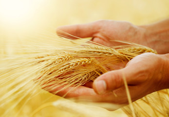 Wheat.Harvest concept