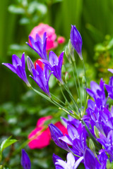 Violette Eleganz