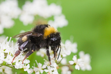 Little Bumble bee busy gathering nectar in summer