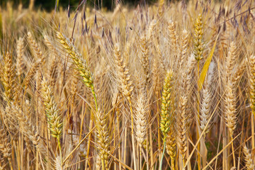 corn field with spica in detail