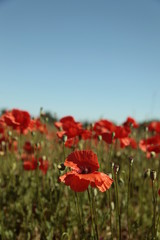 Red Flowers. Poppy field.