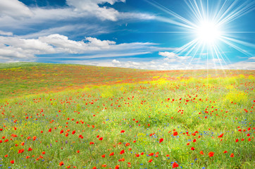 Meadow with poppies