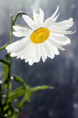 Closeup of white daisy flower with shallow depth of field