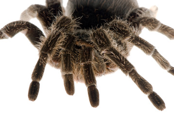 tarantula