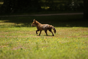 Red Fox Trotting Away