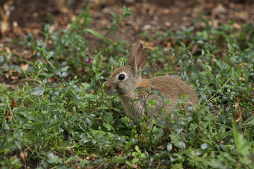 Naklejka na ściany i meble Cute bunny rabbit in undergrowth