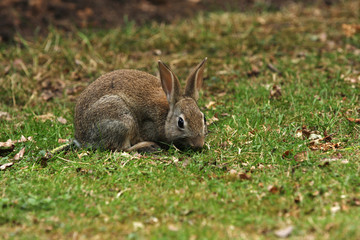 Naklejka na ściany i meble Cute bunny rabbit on grass