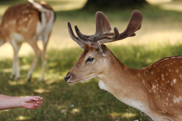 Fallow Deer Stag Head