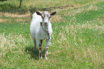 Obraz premium A young goat male on a pasture.