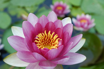 Close up of  water lily