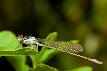 Damselfly