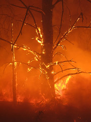 Burning tree in the forest