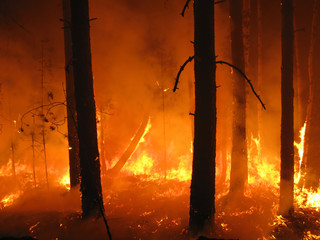 Disaster with fire in the forest