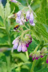 Common comfrey  flowers
