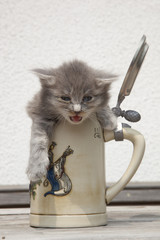 WILL HIER NOCH MEHR BIER HABEN