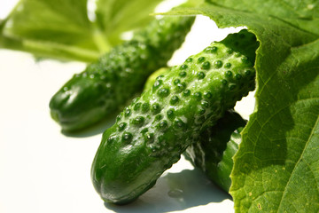 picked cucumbers