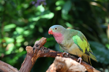Lovebird with pink and green feathers