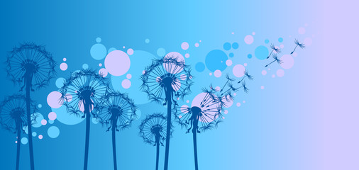 dandelions on blue background