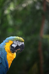 Macaw or parrot with yellow and blue feathers headshot