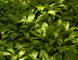 green grass as pattern or background