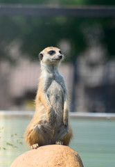 Fototapeta premium Meerkat (S. Suricata)